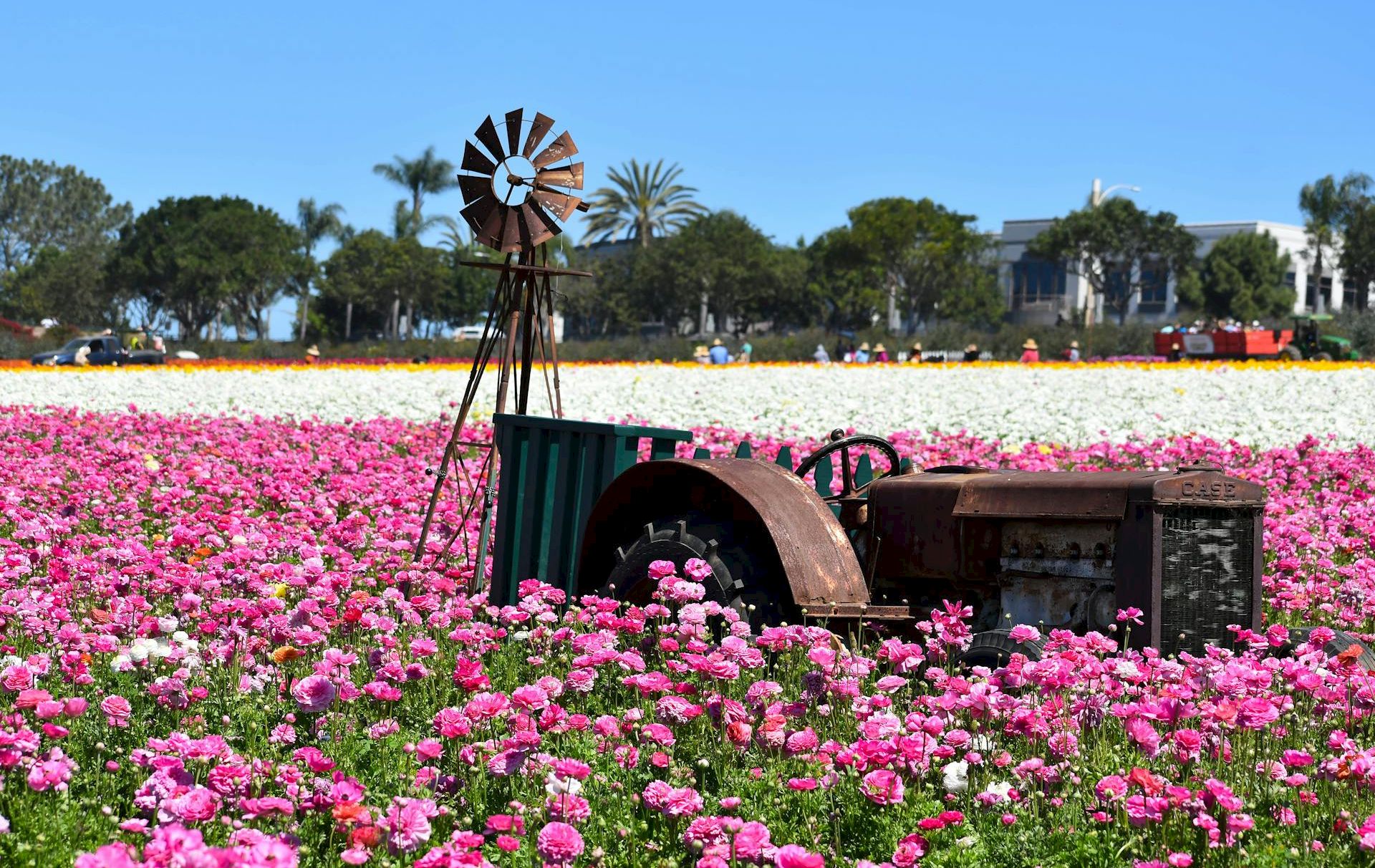 Colorful field of pink flowers with a vintage windmill and rusted metal machinery in the foreground, bright blue sky overhead.