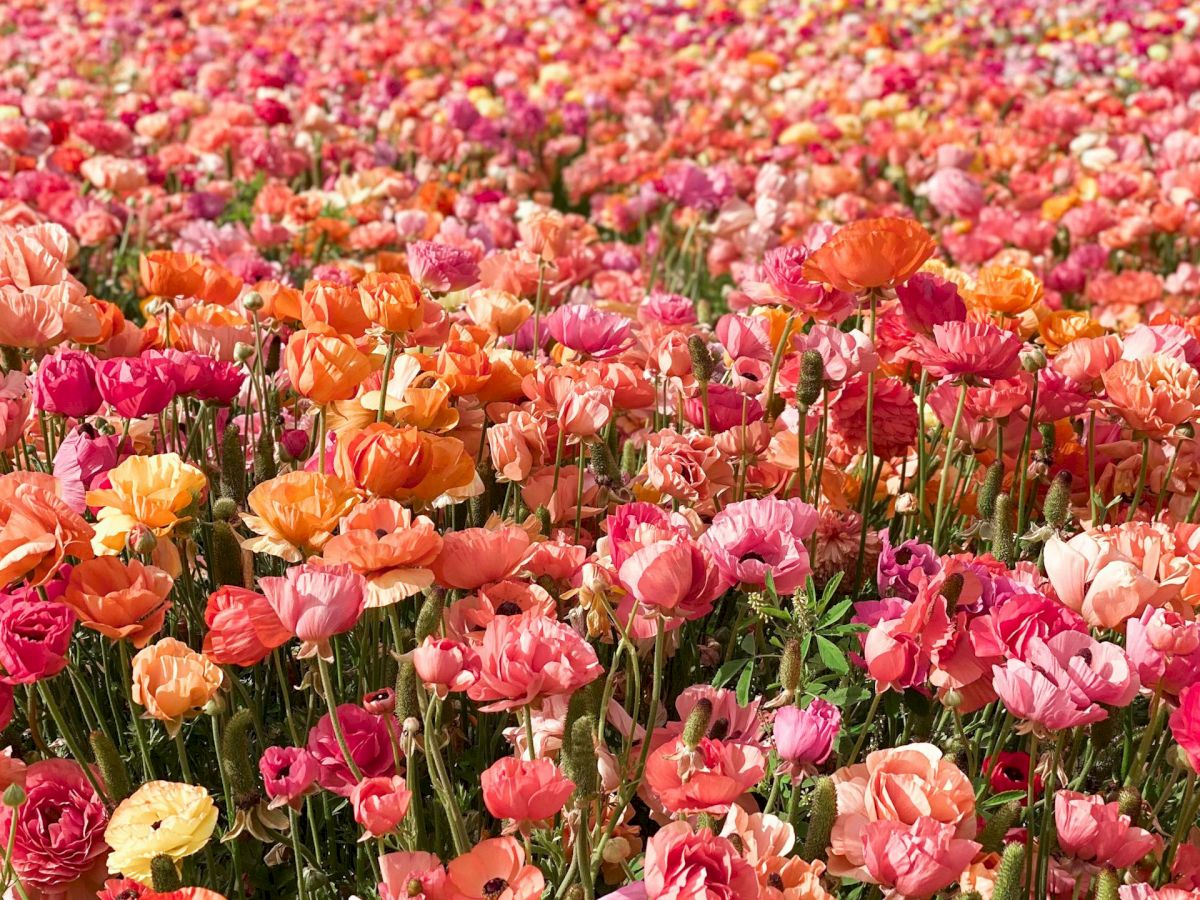 A vast field blanketed with pink, orange, and coral poppies sways under a blue sky, stretching to the horizon.